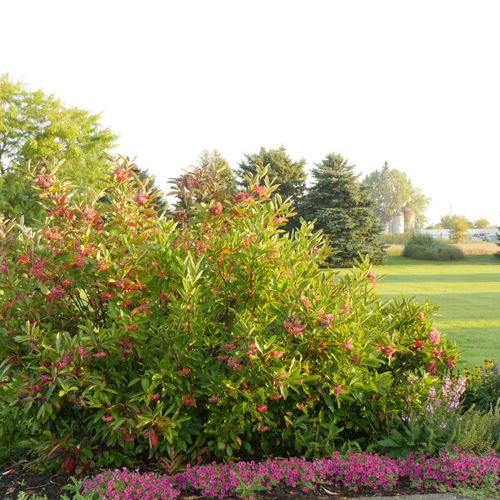 A green shrub with reddish-pink leaves and small pink flowers, planted in a landscaped garden bed with low pink ground cover and trees in the background.