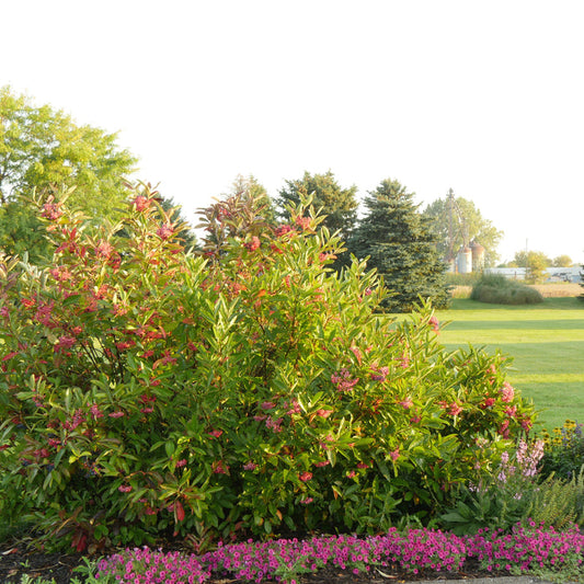 A green shrub with reddish-pink leaves and small pink flowers, planted in a landscaped garden bed with low pink ground cover and trees in the background.