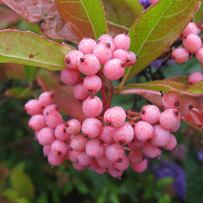 Close-up of clusters of small pink berries on a leafy plant with green and reddish-brown leaves.
