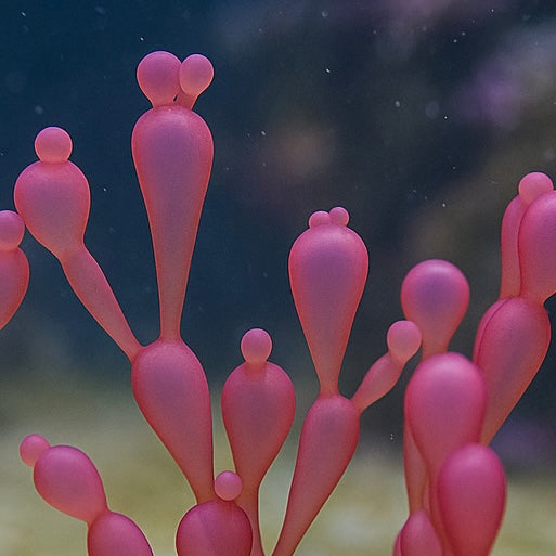 Bubble Berry Macroalgae - Corals Anonymous