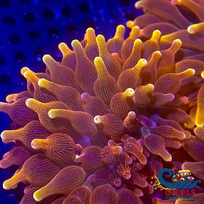 Ca Gold Devil Bubble Tip Anemone