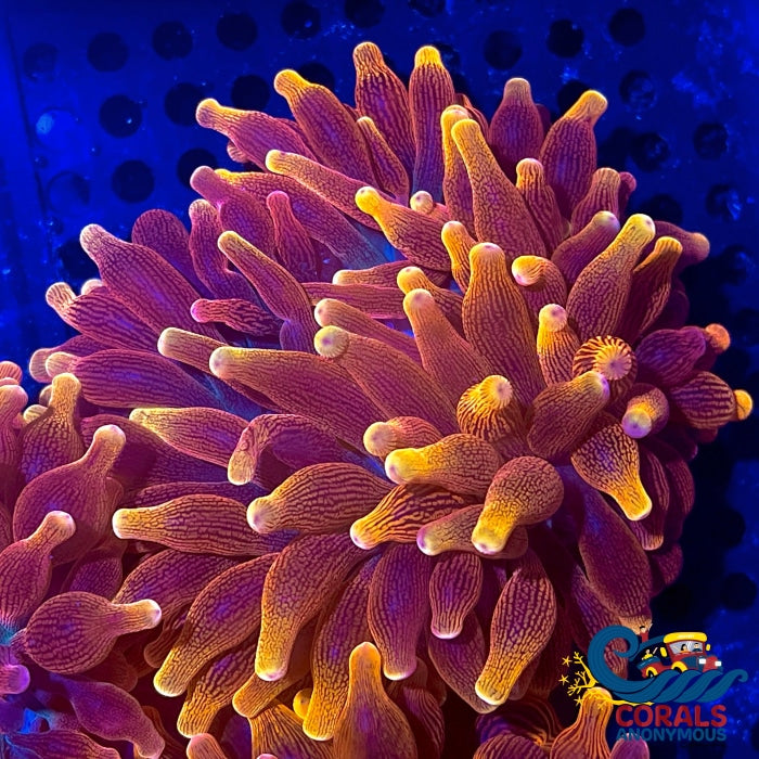 Ca Gold Devil Bubble Tip Anemone