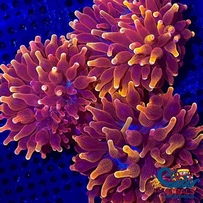 Ca Gold Devil Bubble Tip Anemone