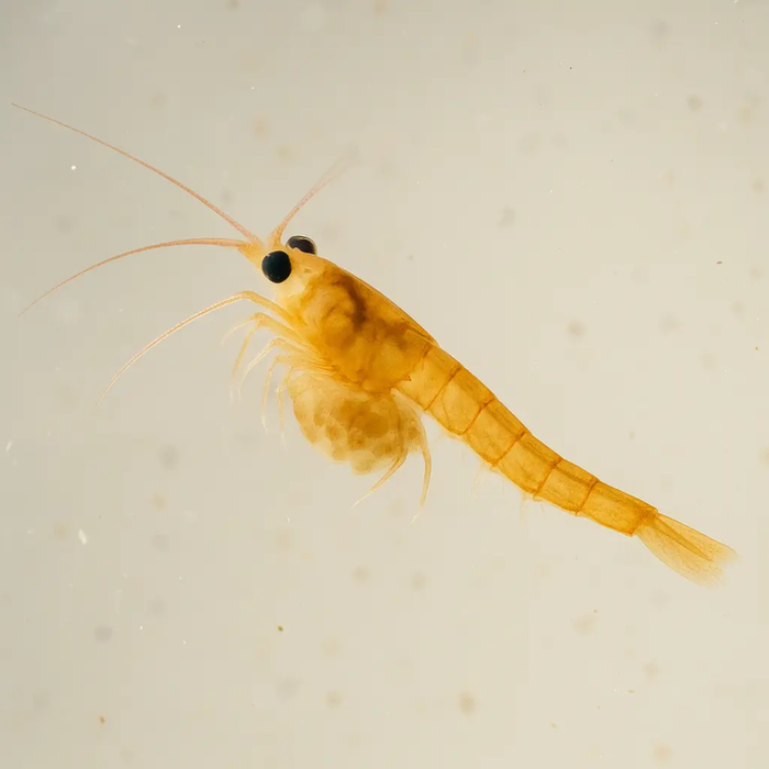 CA Mini Reef Cleaner Shrimp (Self-Reproducing) - Corals Anonymous