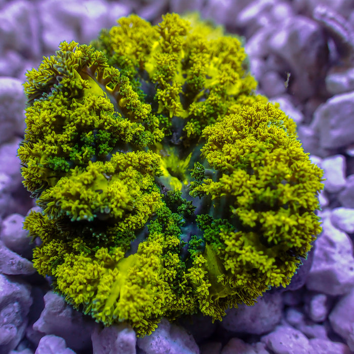 CA Pikachu Hemprichii Anemone - Corals Anonymous