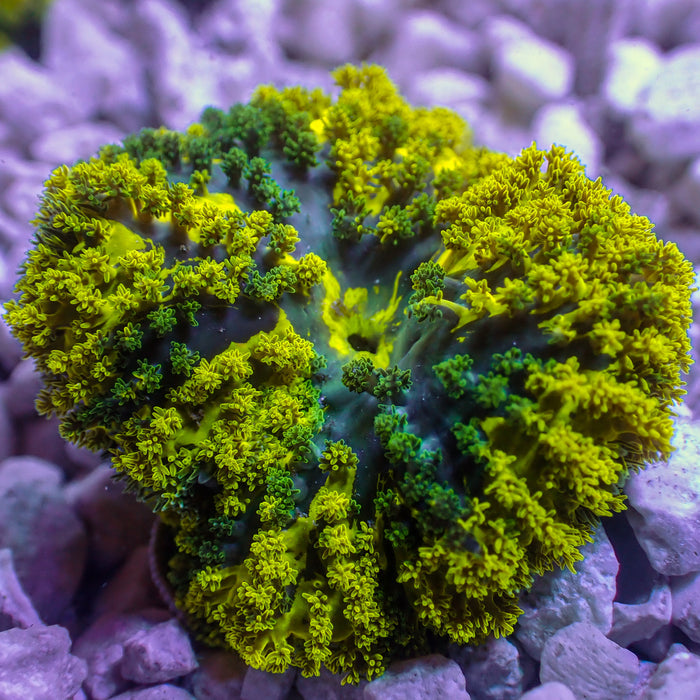 CA Pikachu Hemprichii Anemone - Corals Anonymous