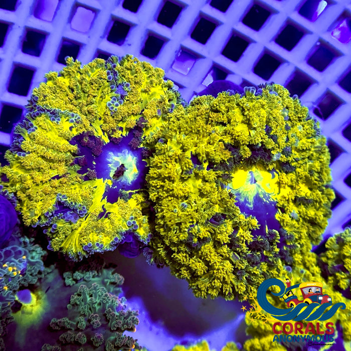 Ca Pikachu Hemprichii Anemone Anemone 2
