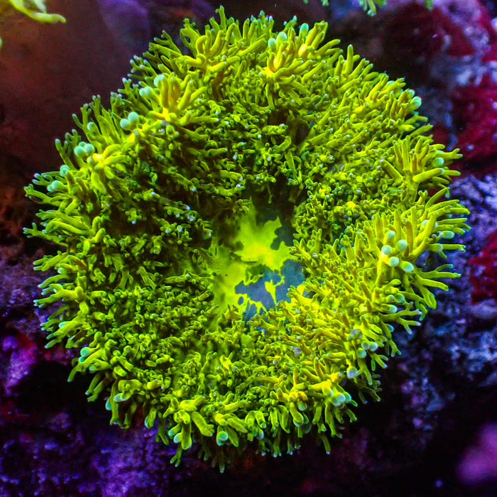 CA Pikachu Mini Carpet Anemone