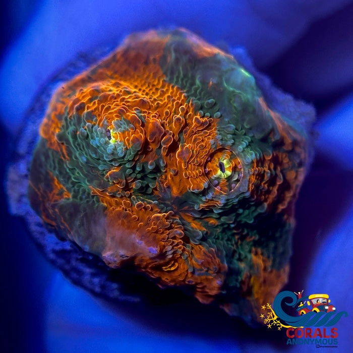 Cactus Cooler Chalice (0.5-1 Frag) Chalice