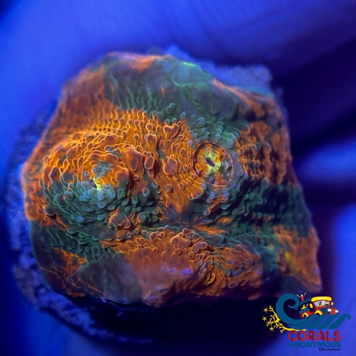 Cactus Cooler Chalice (0.5-1 Frag) Chalice