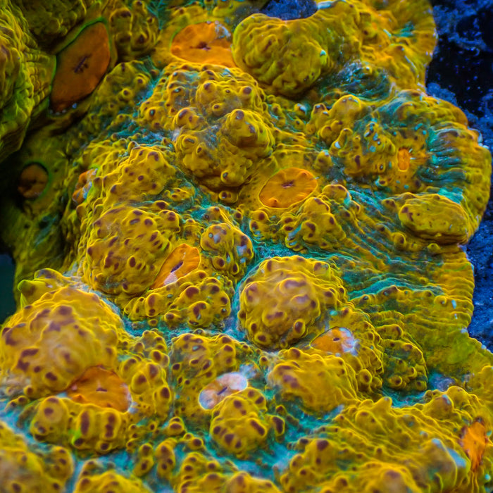 Cali Gold Dream Chalice (1" Frag) - Corals Anonymous