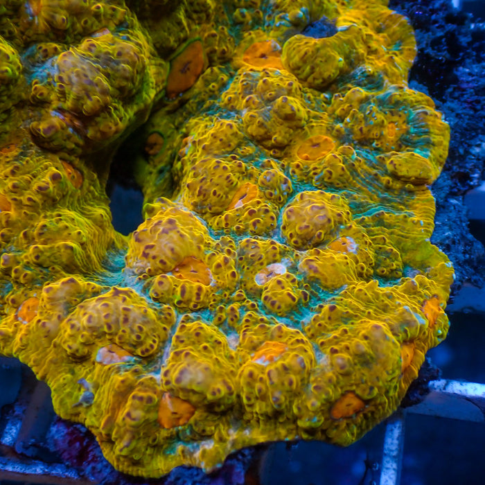 Cali Gold Dream Chalice (1" Frag) - Corals Anonymous