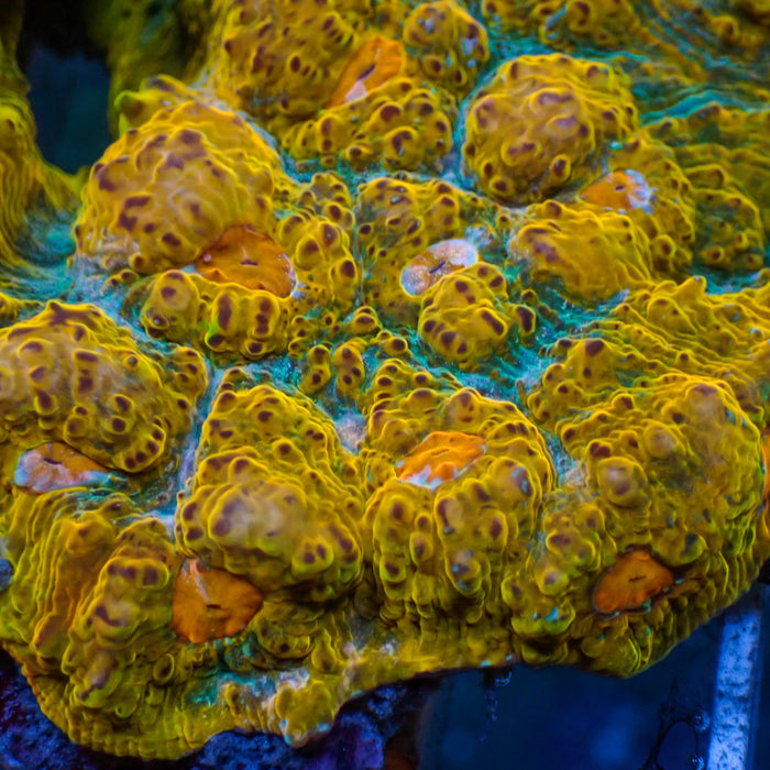 Cali Gold Dream Chalice (1" Frag) - Corals Anonymous
