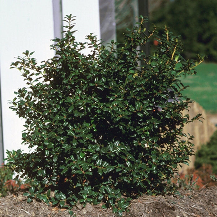 China Boy Holly growing near China Girl Holly as a pollinator companion planting