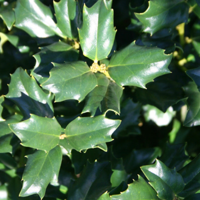 Close-up of China Boy Holly leaves showing glossy dark green spiny foliage