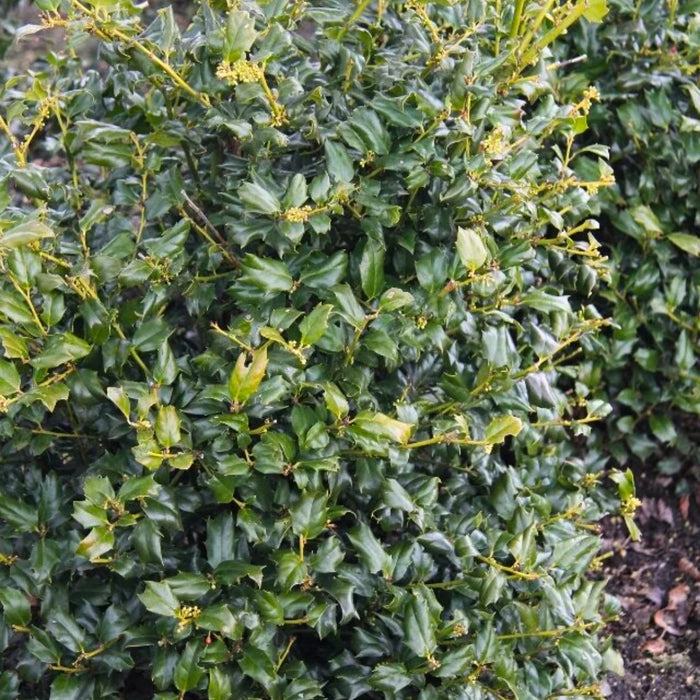 China Boy Holly with glossy evergreen foliage and dense upright habit in a sunny landscape