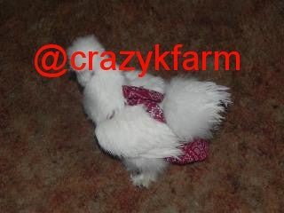 CLEARANCE Hen Holster Bikini Bird Diaper/Harness with Removable Liners