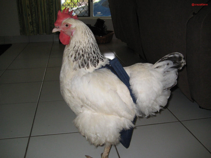 CLEARANCE Hen Holster Bikini Bird Diaper/Harness with Removable Liners