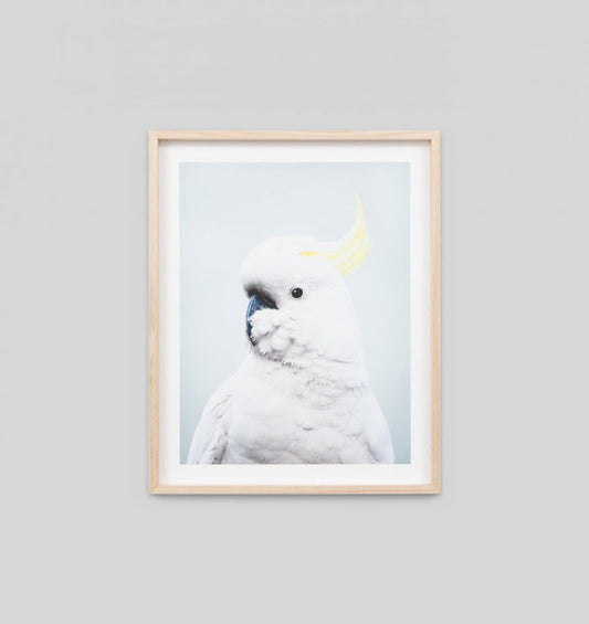 Cockatoo Blue