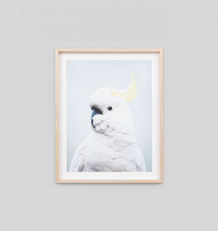 Cockatoo Pink