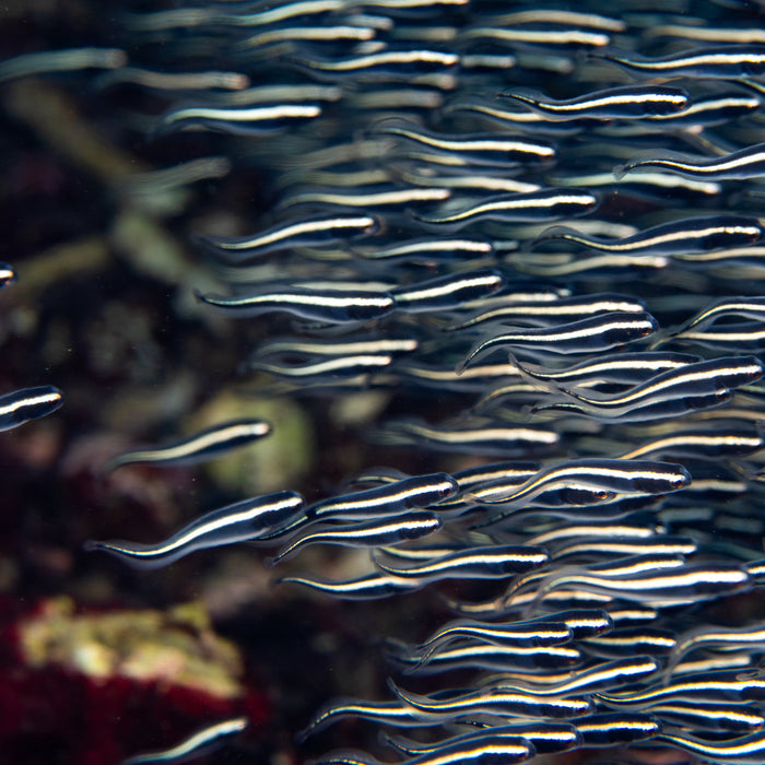 Coral Schooling Catfish - Corals Anonymous
