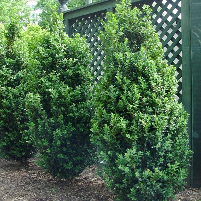 Dee Runk boxwood habit showing tall narrow columnar form, 8–10 ft height and 2–3 ft width, ideal for tight spaces.
