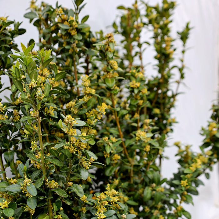 Close-up of Dee Runk boxwood foliage, tight branching and glossy green leaves showing dense texture for a formal upright hedge