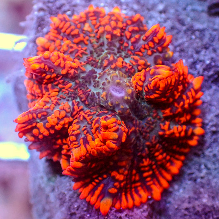 Doomsday Rhodactis Mushroom