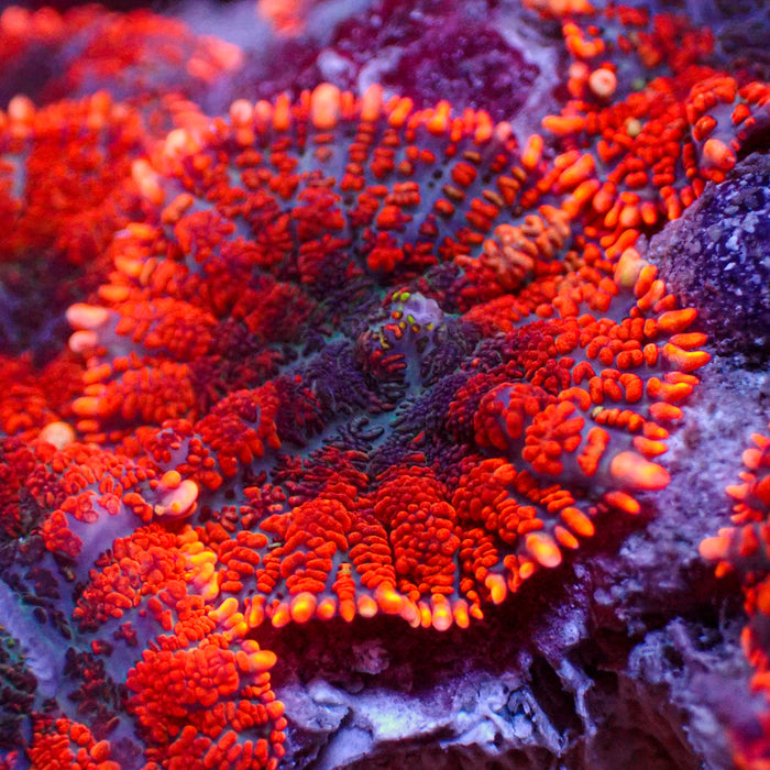 Doomsday Rhodactis Mushroom - Corals Anonymous