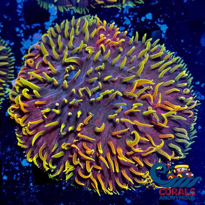 Dr. Strange Rainbow Diaseris Plate (1 Frag) Plate
