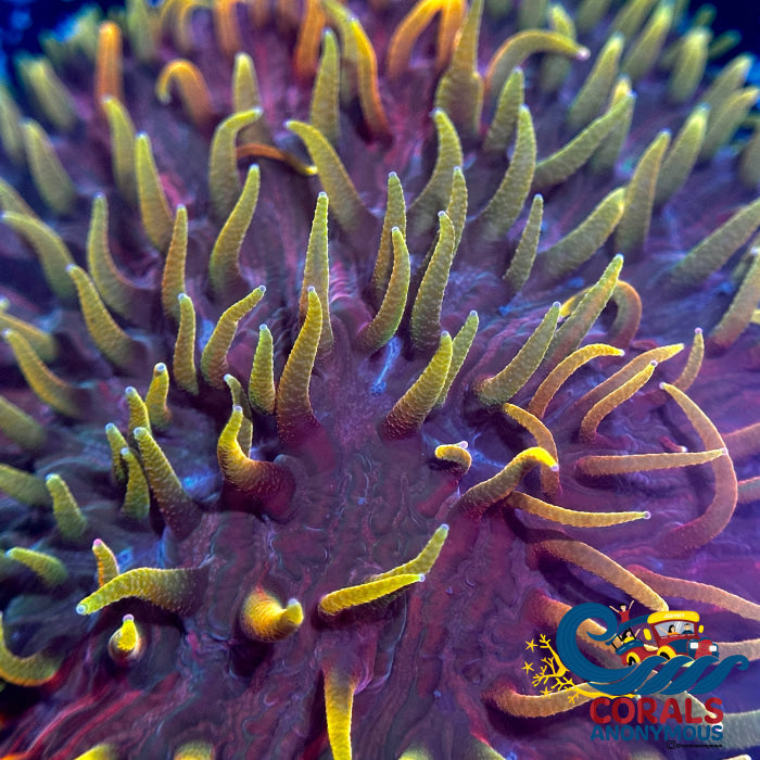 Dr. Strange Rainbow Diaseris Plate (1 Frag) Plate