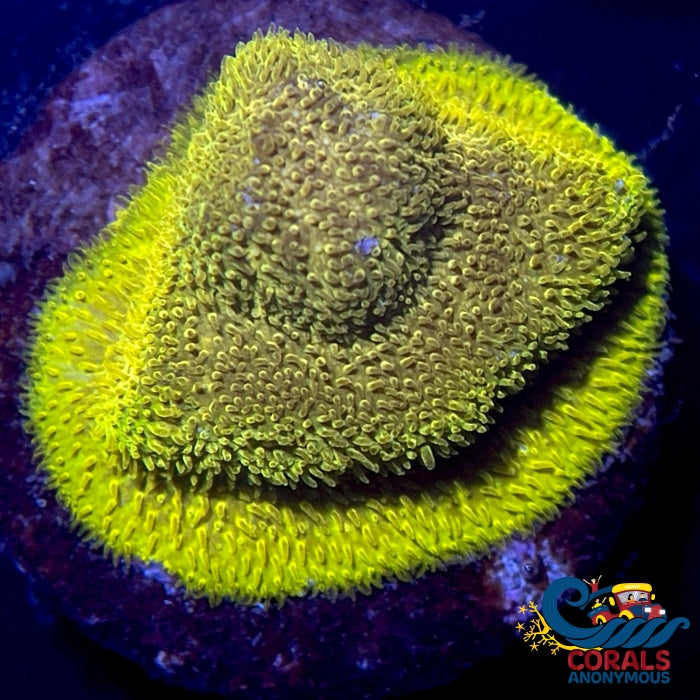 Ecc Goldfinger Pewmmocora (1 Frag) Leptoseris