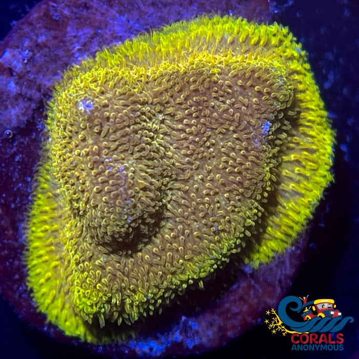 Ecc Goldfinger Pewmmocora (1 Frag) Leptoseris