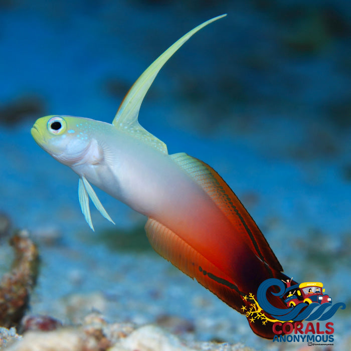 Fire Goby (Nemateleotris Magnifica) Fish