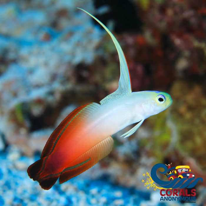 Fire Goby (Nemateleotris Magnifica) Fish