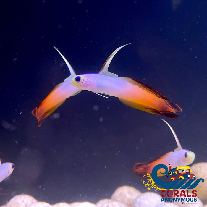 Fire Goby (Nemateleotris Magnifica) Fish