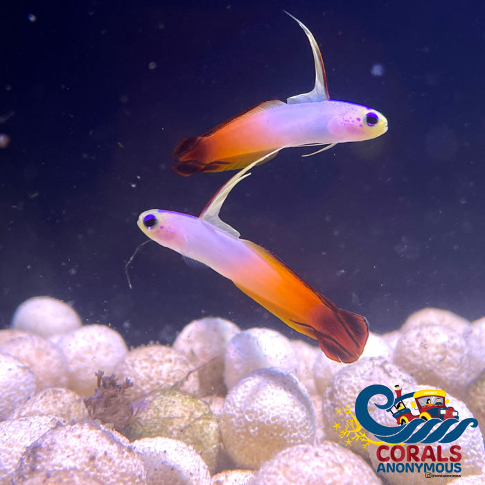 Fire Goby (Nemateleotris Magnifica) Fish