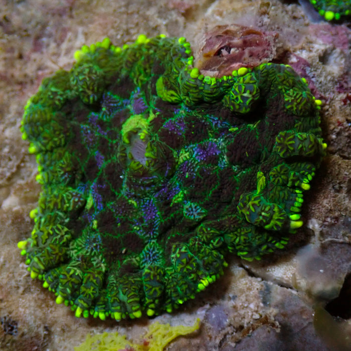Forrest Camo Rhodactis Mushroom - Corals Anonymous