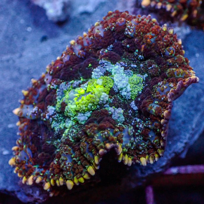 Frankenstein Rhodactis Mushroom - Corals Anonymous