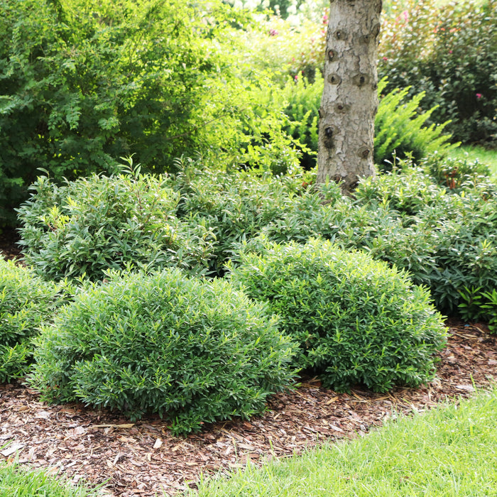 Gem Box Inkberry Holly in a foundation planting paired with flowering shrubs.