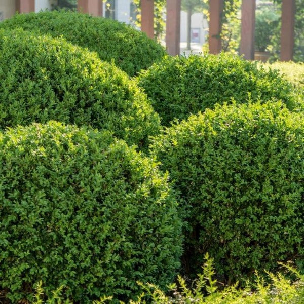 A photograph showing several rounded, bushy Gem Box Inkberry Holly shrubs in an outdoor garden setting.