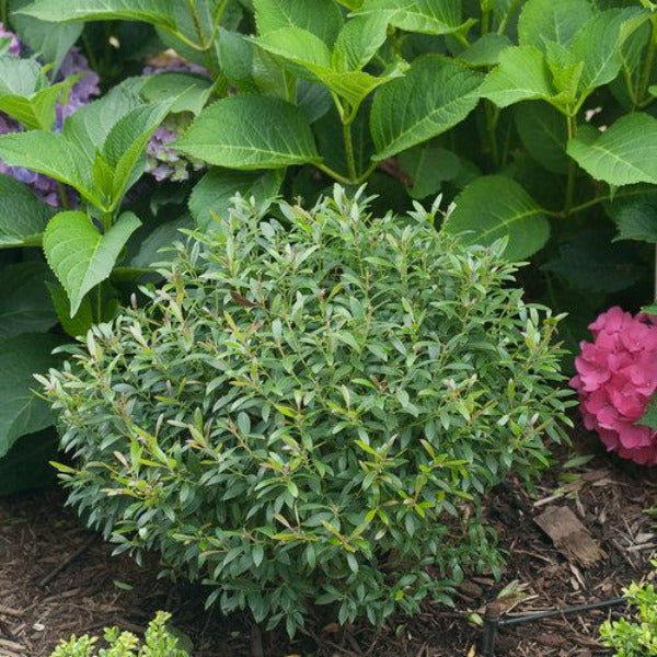 Gem Box Inkberry Holly in a foundation planting paired with flowering shrubs.