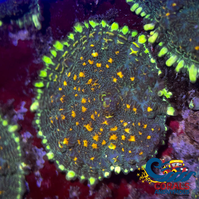 Gold Spotted Green Rhodactis Mushroom Rhodactis