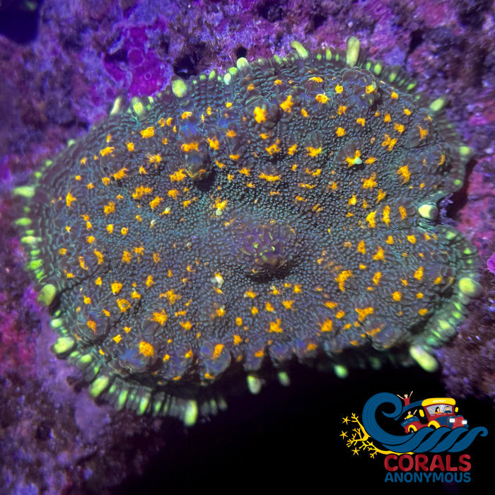 Gold Spotted Green Rhodactis Mushroom Rhodactis