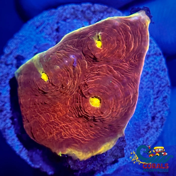 Golden Spitfire Chalice (1-2 Frag) Chalice