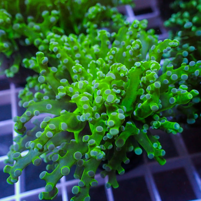 Green Branching Frogspawn 1