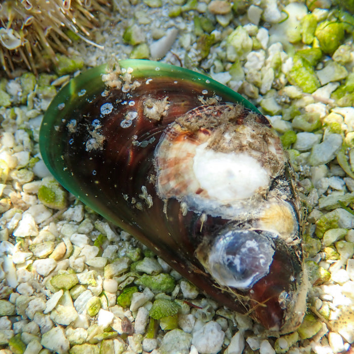 Green Lipped Mussel (2-3") - Corals Anonymous