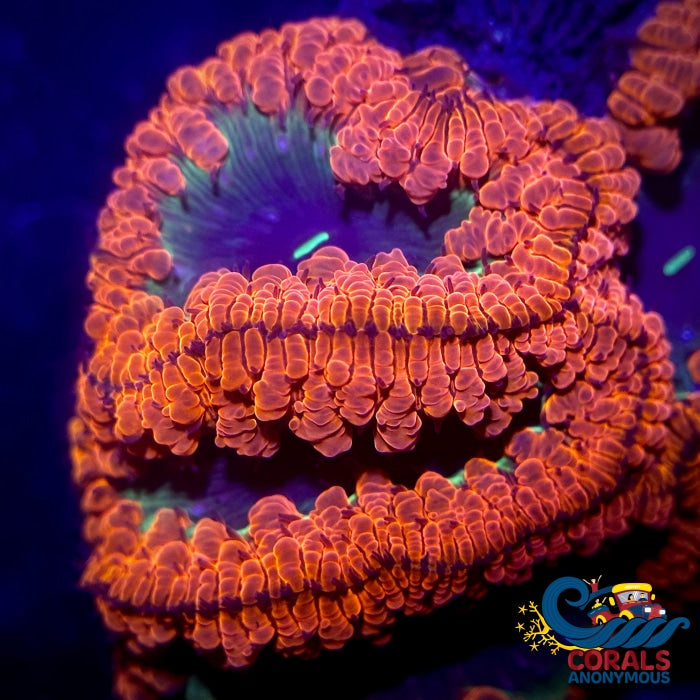 Green Rim Mouth Red Blastomussa (1 Polyp) Blasto