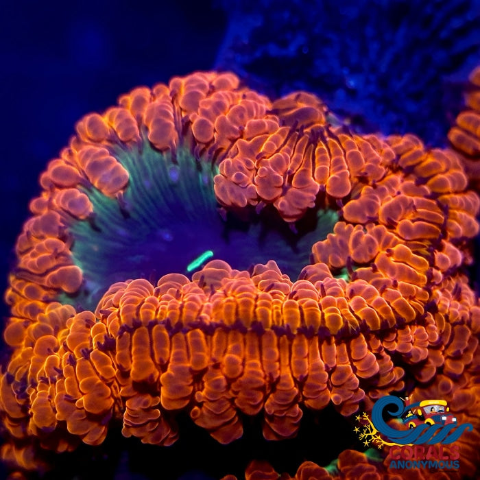 Green Rim Mouth Red Blastomussa (1 Polyp) Blasto
