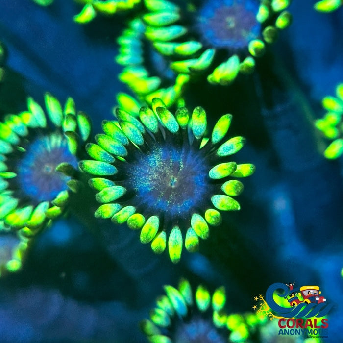 Grinch Goniopora (0.5-1) Goniopora